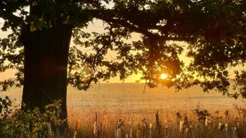 Shurlock Homes A low sun pierces through a tree's leaves that sits in front a field stretching to the horizon where the land meets an orange sky