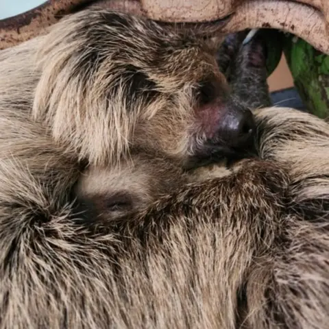 ZSL Marilyn cradles Nova