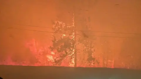 Reuters a tree in a forest on fire as red smoke surrounds it