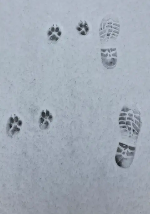Iain MacVicar Paws and footprints in snow