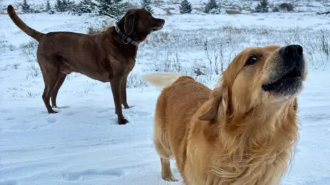 BBC Weather Watcher Cat Two dogs, a brown labrador and a golden retriever, stand in a snow filled field. the labrador is in the background and to the left, the retriever closer to the camera and on the right