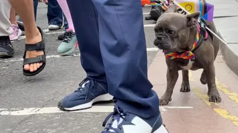 Brown dog - a pug-type - with a rainbow bandana round its neck among people's feet 