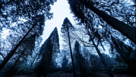 BBC/Tony Jolliffe UK giant redwoods