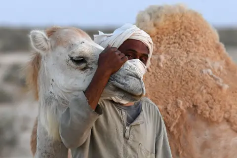 FETHI BELAID / AFP A man strokes and holds a camel around the head. The camel appears relaxed and its eyes are closed.