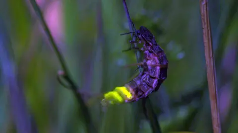 A glow worm attached to a shard of grass. Its tail is illuminated bright green/yellow
