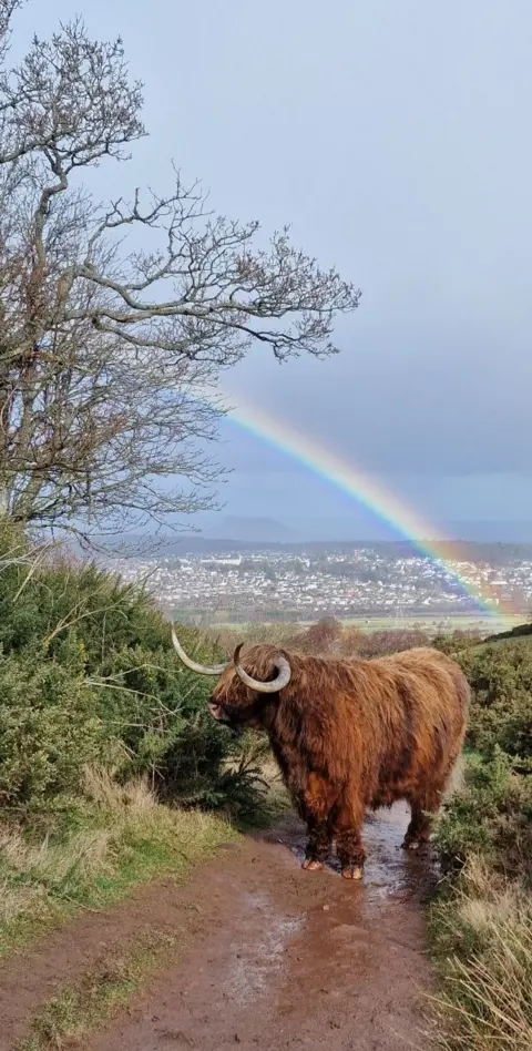 Cait Webb A Highland cow stands in a muddy lane with a rainbow in the background