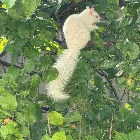 Simon Nicholson An albino squirrel with a long bushy tail among green leaves in a tree.
