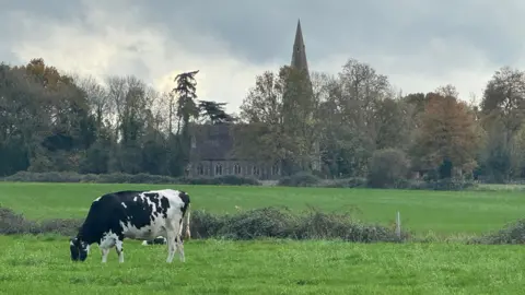 A black and white cow grazing in a field, with a church with a tower and trees in the background.