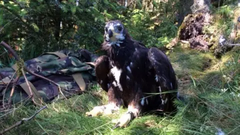 Raptor Persecution UK Tom