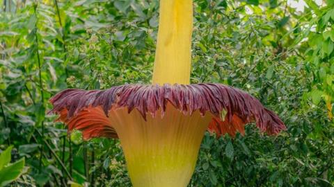 The purple and yellow 'corpse flower' plant at Kew