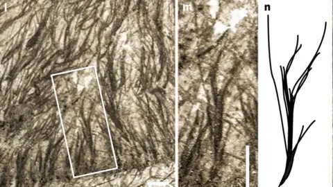 Baoyu Jiang, Michael Benton et al./Nature Ecology Are these feathers?