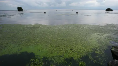 PA Media Blue Green Algae on Lough Neagh