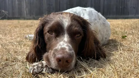 Ronnietheone A brown and white dog lying on the yellow brown dry grass looking at the camera, with a fence behind it.