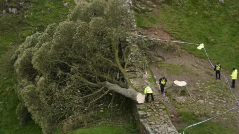 PA Media Aerial view of a large sycamore tree lying severed from its stump. It is lying partly over a stone wall and several police officers are nearby looking at it