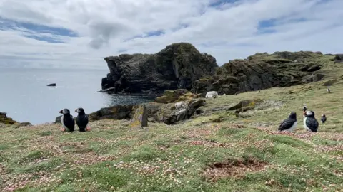 A green field with small pink flowers, with decoy puffins scattered around the area, and a rocky coastline beyond. There is a calm sea and cloudy sky on a bright day.