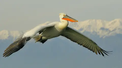 Getty Images A Dalmatian pelican flying through the skies. It is a large white bird with a wide wing span and an orange and grey beak.