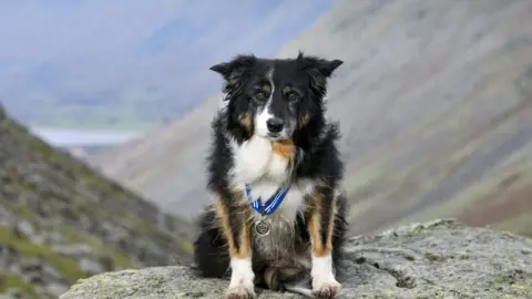 Border Collie Skye with her PDSA Order of Merit award