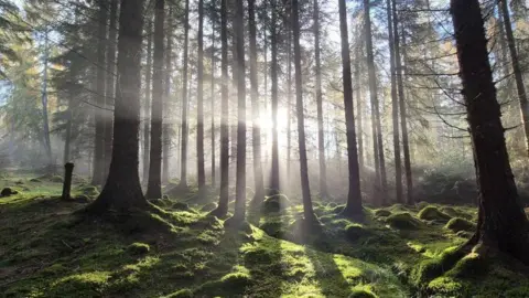 Barbara Maher Rays of sunlight pierce through tall pine trees onto a moss-covered forest floor.