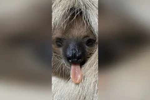 Jersey Zoo A baby sloth sticking its tongue out.