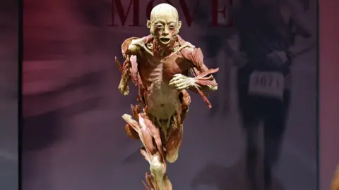 EPA A human body is seen at an exhibit from "Real Bodies: The Exhibition"arter, Moore Park in Sydney, 12 April 2018