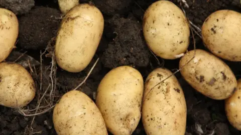 Barnaby Perkins/BBC Potatoes in soil