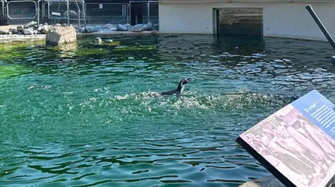 A penguin in a zoo pool surrounded by small waves.