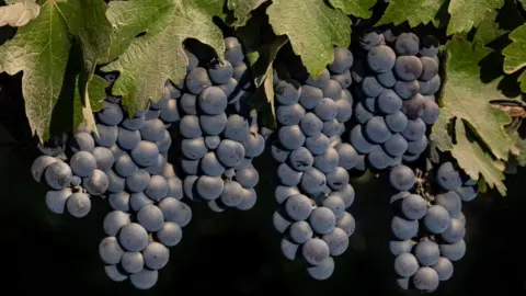 George Rose/Getty Images A close up of cabernet grapes grown in California