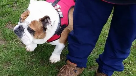 Maltby Main FC Dog at the game