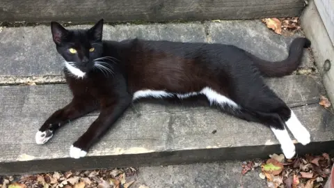 Nick and Juliet Cox Ziggy the cat