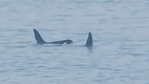 Laura Kudelska Orca John Coe, left, with another orca