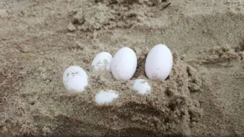 Fawna A picture of the eggs in the school sandpit