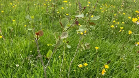 Alder tree sapling