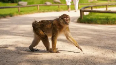 Trentham Monkey Forest A Barabary macaque monkey, walking on all fours across a gravel footpath. There are knee-height fences surrounding the path and grass areas either side of it. There are people walking in the distance.