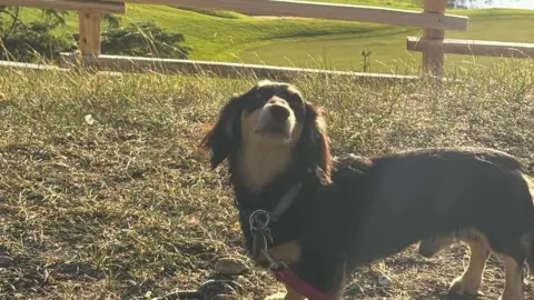 A long haired dachshund standing on grass. He is wearing a collar with a red lead.