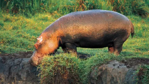 A hippo in Virunga