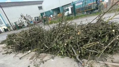 A pile of dumped tree branches
