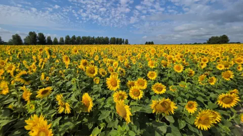 Yen Milne A field thick with sunflowers stretches off into the distance on a sunny day. The sky is blue, with white clouds and some trees can also be seen in the distance.