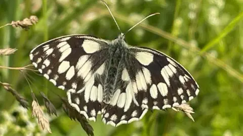A black and white patterned butterfly sits on a green stalk.