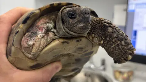 Vets for Pets A brown tortoise being held up to the camera with on of its front legs amputated