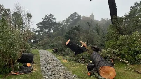 Cut tree trunks either side of a pathway on St Michael's Mount. The trees are lying on patches of grass while a large building is visible on a hill in the background