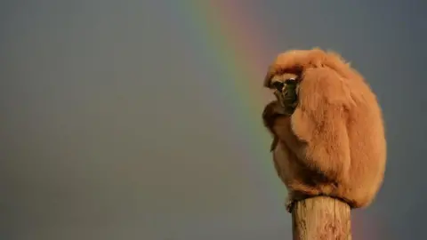 A monkey at Chester Zoo sitting on a wooden post with a rainbow in the sky behind it.