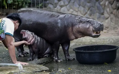 Chaiwat Subprasom/SOPA Images/REX/Shutterstock A zoo worker plays with a female dwarf hippopotamus named Moo Deng at Khao Kheow Open Zoo near the city of Pattaya in Thailand. 8 September 2024