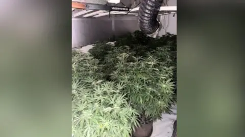 Cannabis plants
