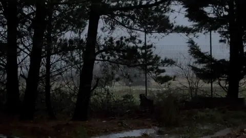 A dark line of trees by a corrugated fence. In the distance an open grassy area is visible.