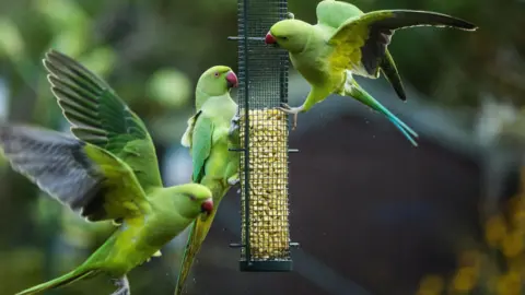 Getty Images Parakeets 