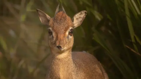 Dartmoor Zoo: Three small Kirk Dik Dik antelopes 'settle in'