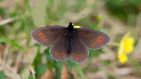 The mountain ringlet butterfly which is small and brown with orange spots towards the base of its wings. There are four spots on each of the outer wings and three on each of the inner ones. A smaller black dot sits in each of the orange circles.