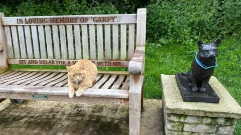 Faye Moore Teddy the cat on a bench