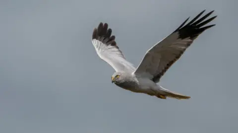 A hen harrier flies against a grey sky
