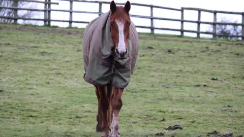 A brown-coloured horse with a white stripe down its muzzle, looks straight into the camera. It is wearing a green coloured coat over its body and stands in a green field with a wooden fence behind.